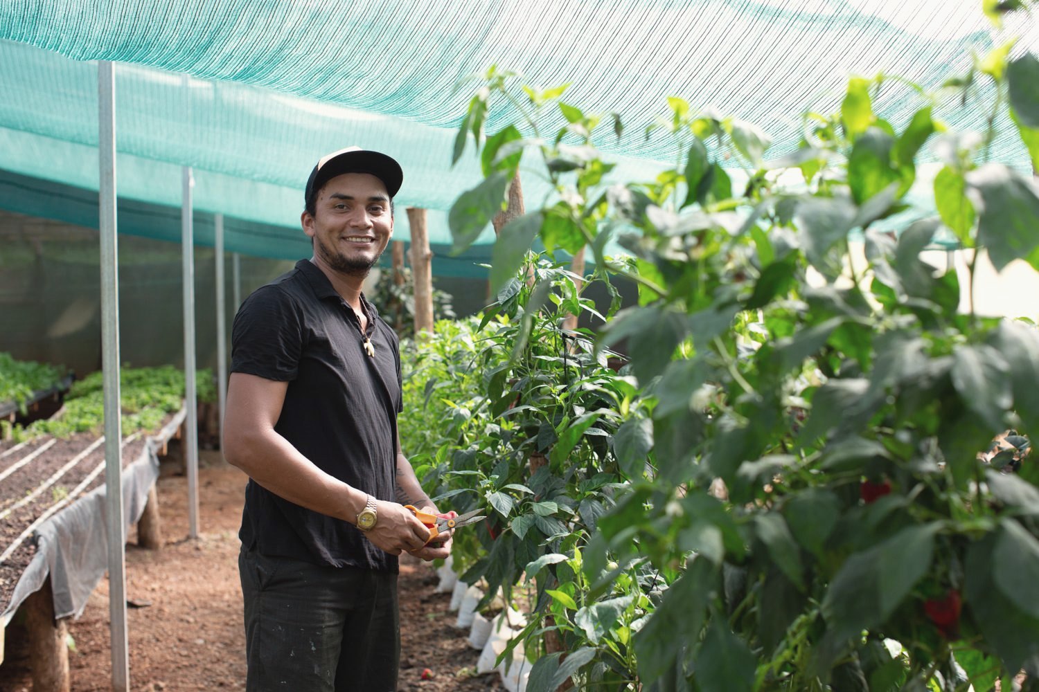 Fresh produce grown and picked in the garden greenhouse at the sanctuary