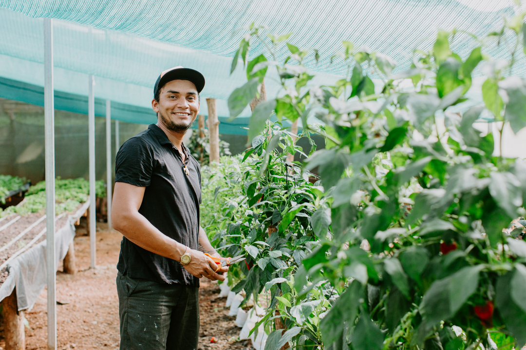 A gardener tending organic vegetables in the greenhouse at Hacienda del Sol, Guanacaste, Costa Rica.