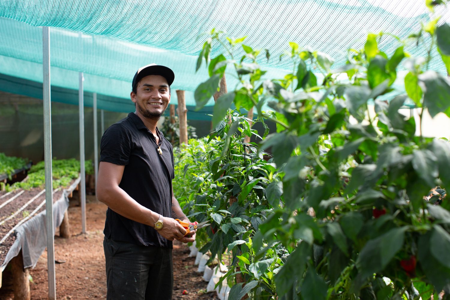 Grown and picked fresh on our land